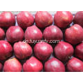 Roter süßer köstlicher Huaniu Apfel